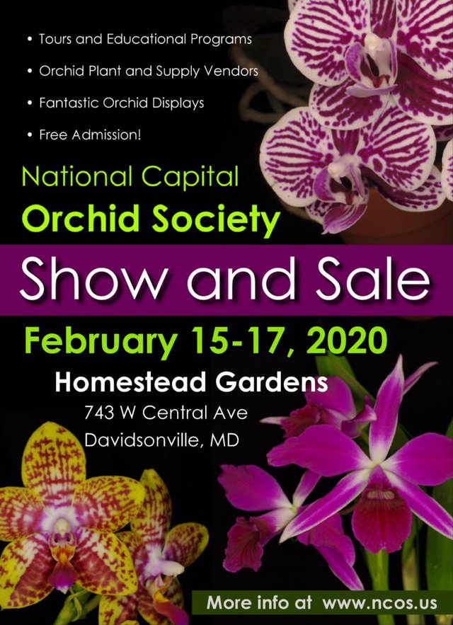 National Capital Orchid Society Show Sale What S Up Media