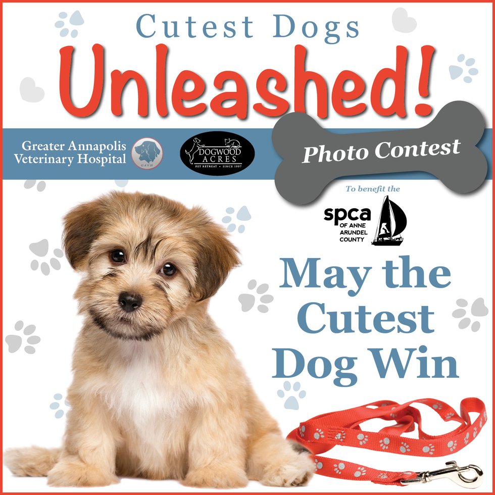 Cutest-Dog-Contest-sponsor-final.jpg