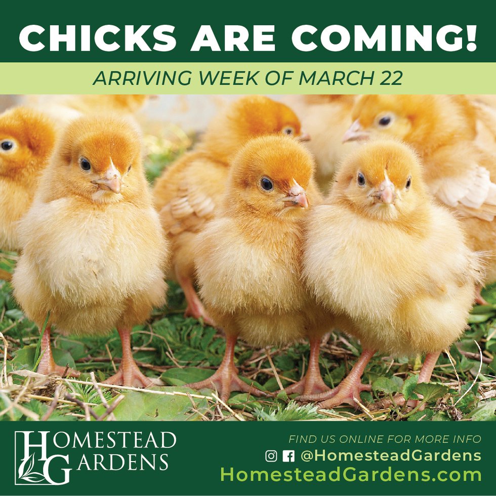 Chicks Week of March 22.jpg