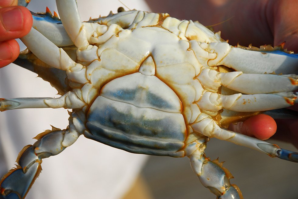 female-crab.jpg