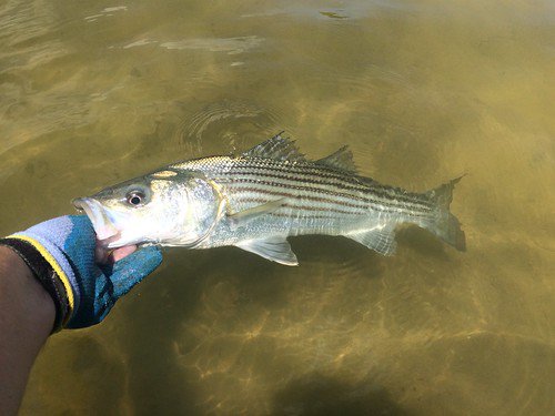 striped-bass-in-shallow-water.jpg
