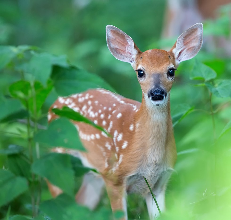 Marylanders Reminded to Leave Deer Wild - What's Up? Media