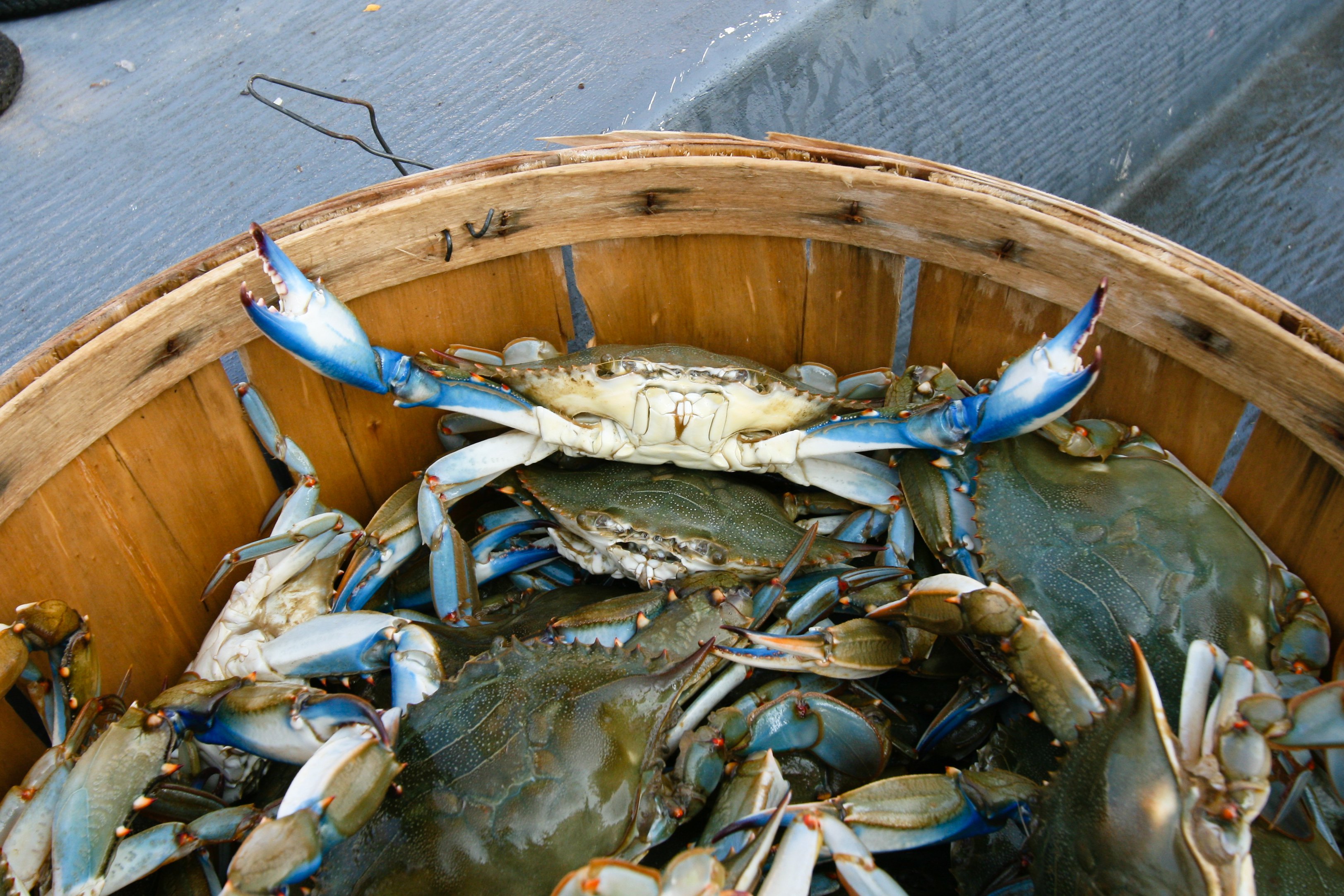 Maryland Hard Shell Crabs by the 1/2 Bushel Fresh Steamed with (5