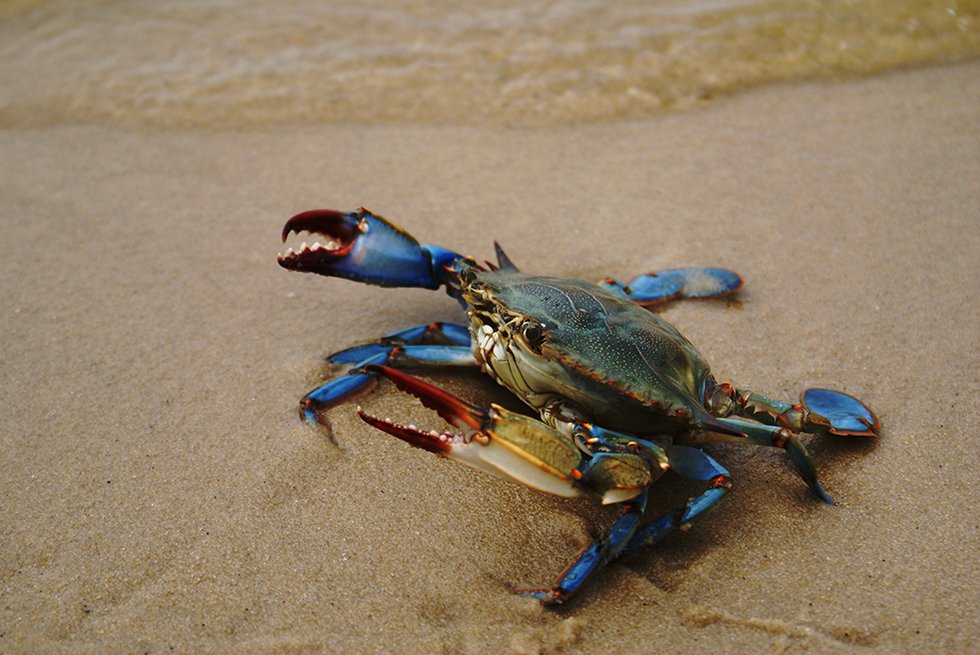 blue-crab.jpg