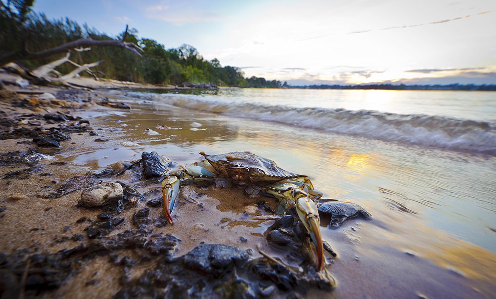 22 Million For Chesapeake Bay Restoration Projects Awarded Whats Up Media 8901