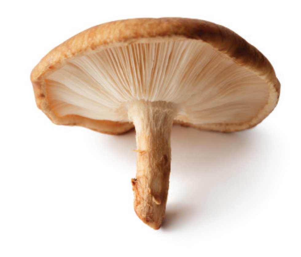 freshtake-mushrooms6.jpg
