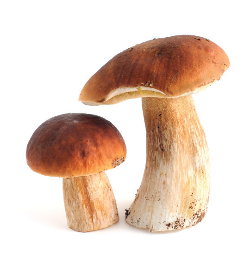freshtake-mushrooms7.jpg