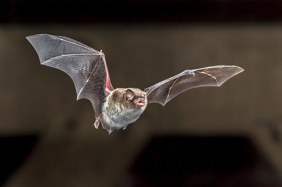 Bat.jpg