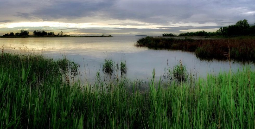 marsh-grasses-with-water_martin-zell_1171x593.jpg