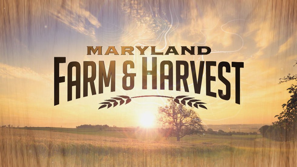 Maryland-Farm-Harvest-Season-9-Graphic.jpeg
