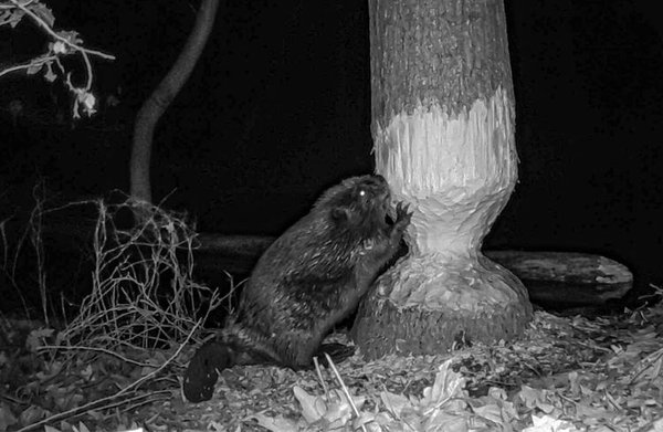 Beavers-night-chew.jpg