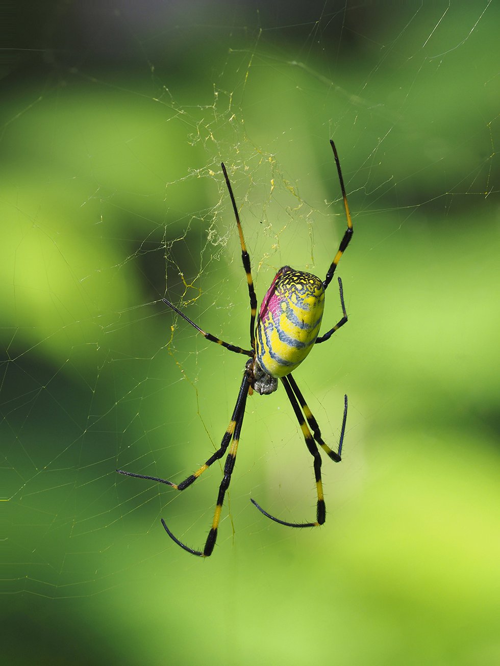 Newly Invasive Jorō Spiders Could Colonize East Coast - What's Up? Media