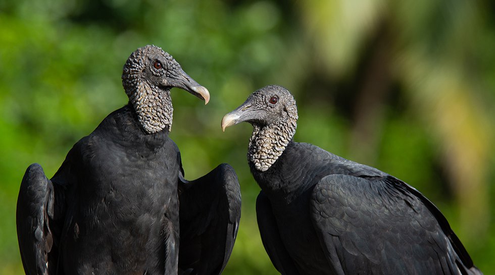 black-vultures.jpg