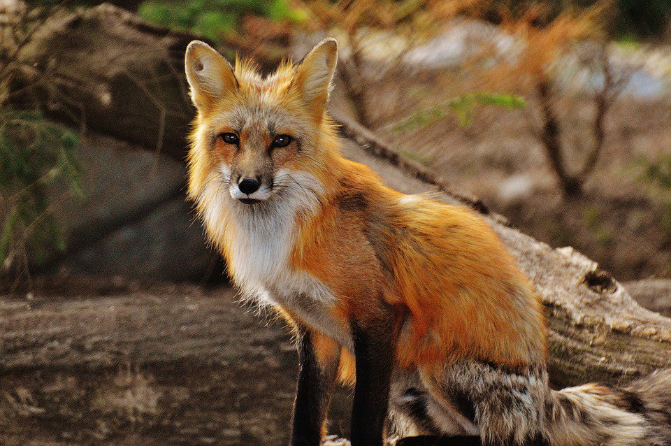 red-fox.jpg