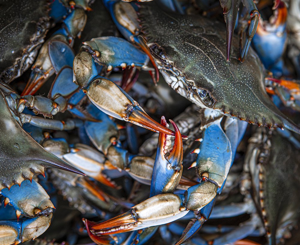 Input Needed Possible Changes to 2022 Recreational Blue Crab Season