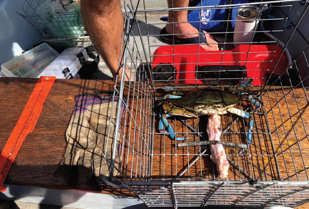 Everything Crabs: Catch, Cook & Eat The Bay's Prized Bounty - What's Up?  Media
