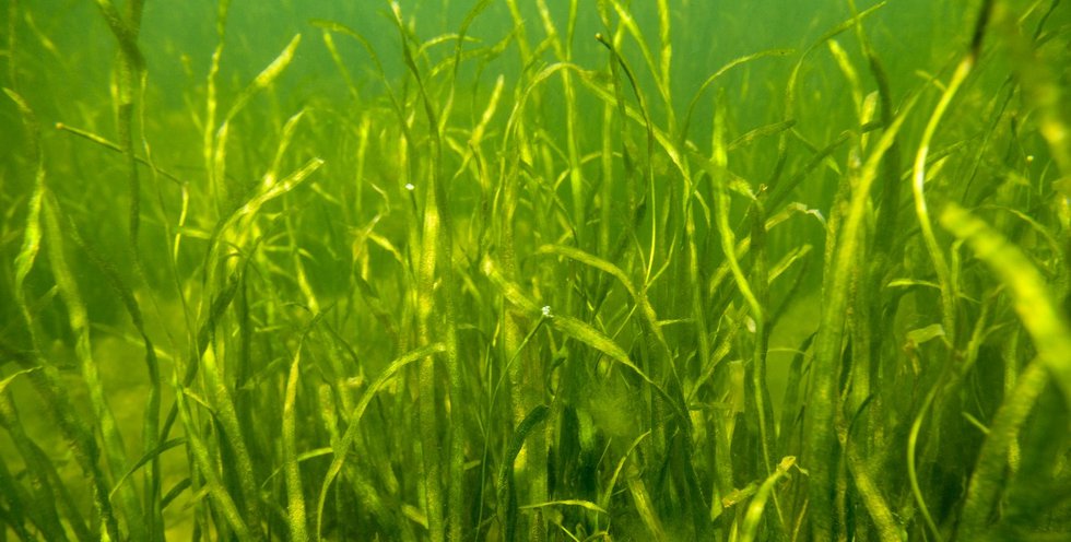 underwater-grasses_will-parson-cbp_1171x593.jpg