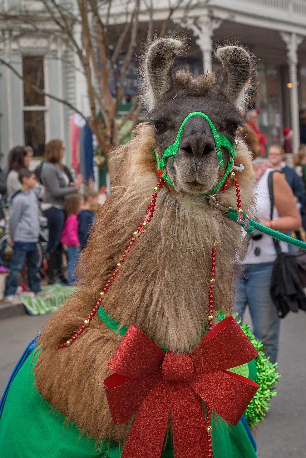 CISM_Parade_Llamas_CourtesyWilliamWillhelm.jpg