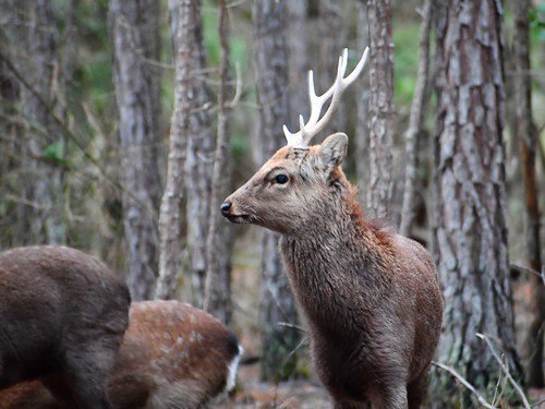 Deer Seasons & Bag Limits - Maryland Hunting