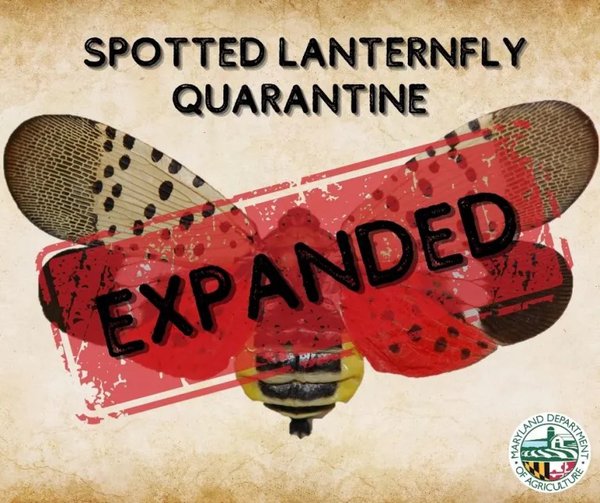 Spotted-Lanternfly-Quarantine.jpeg