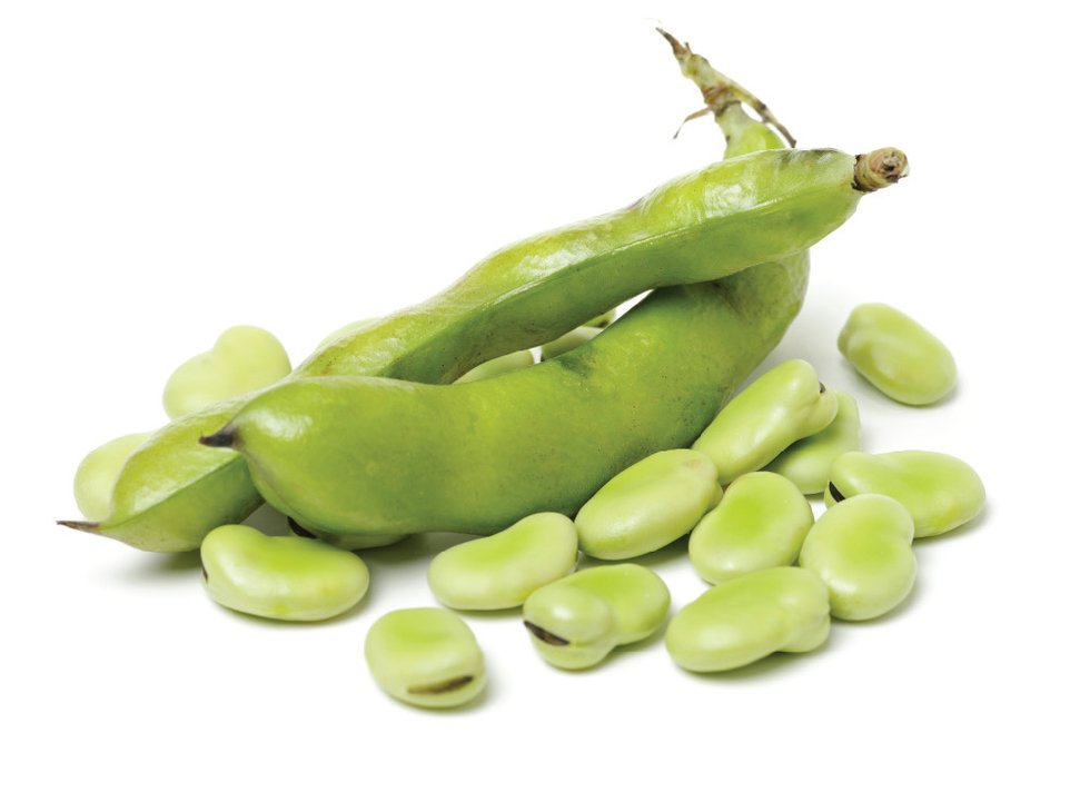 Fava-Beans.jpg