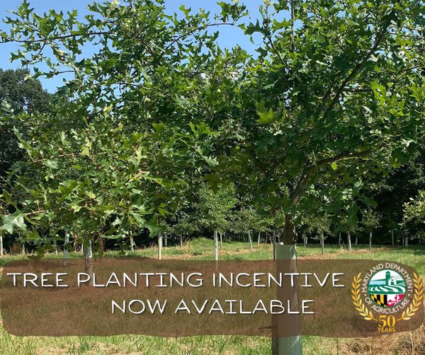 Tree-Planting-Incentive-Now-Available.jpg
