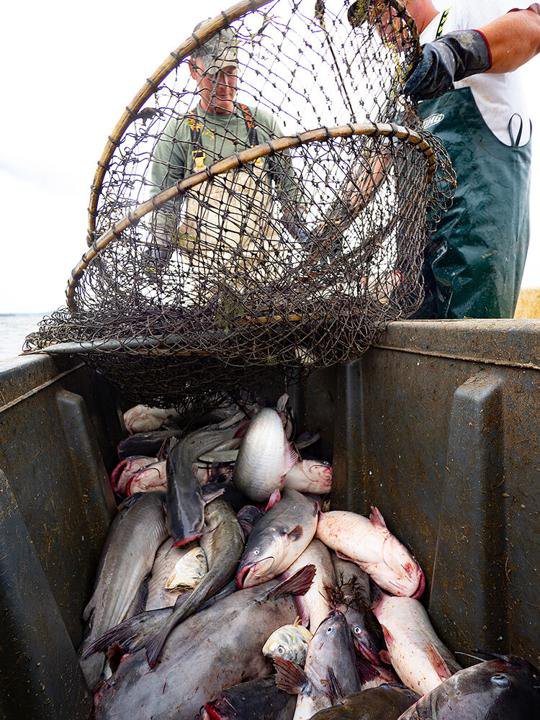 Can Chesapeake s Blue Catfish Shift from Disaster to Dinner Plate