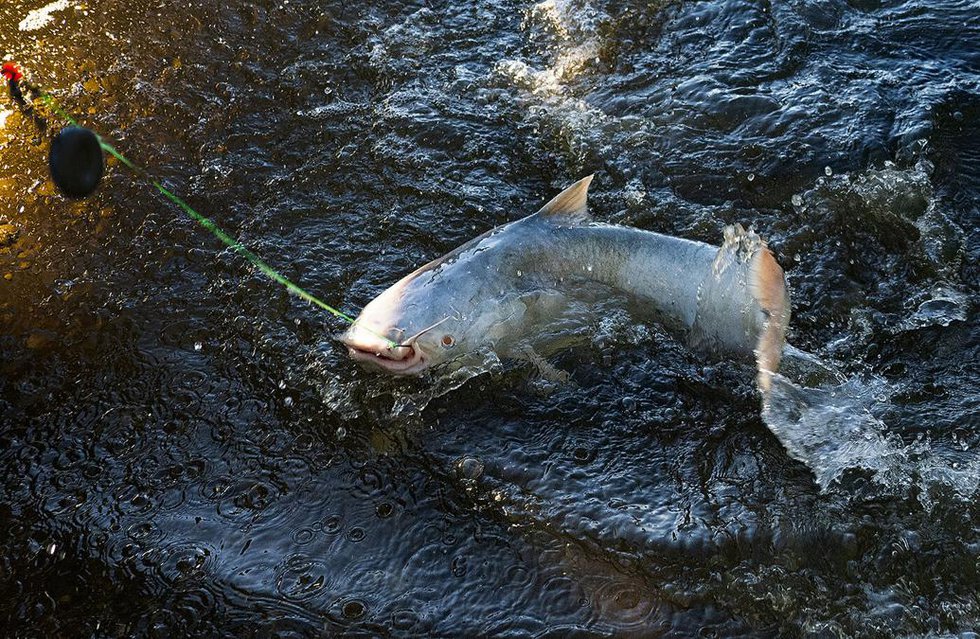 Can Chesapeake s Blue Catfish Shift from Disaster to Dinner Plate