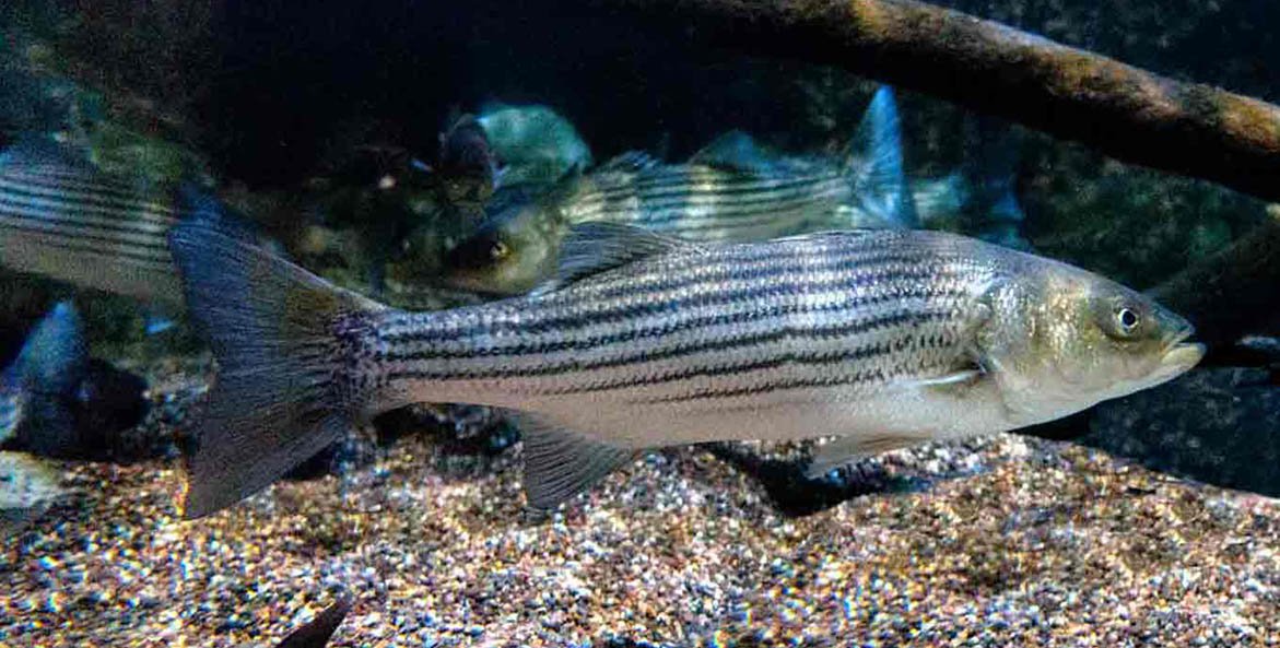 Report Shows Increased Fishing Pressure on Striped Bass - What's