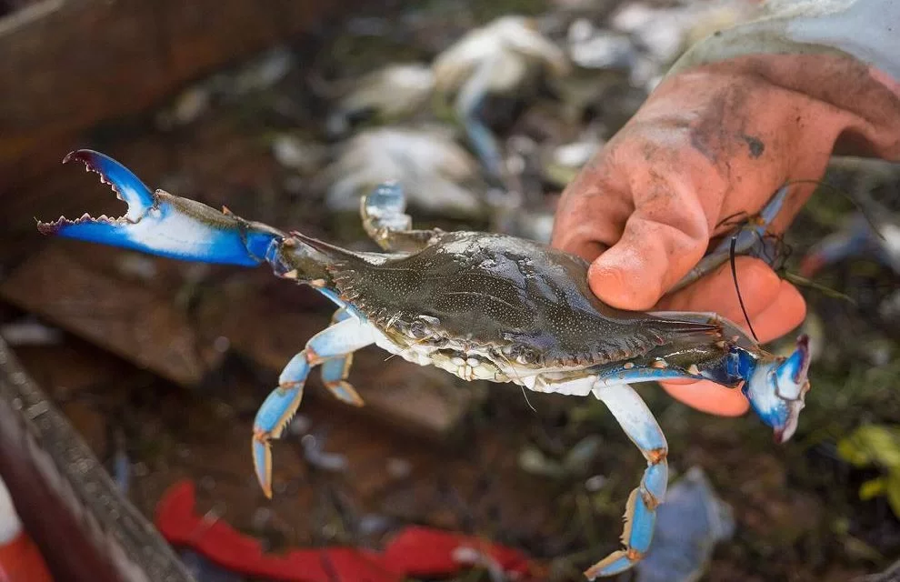 Chesapeake Bay blue crab population lowest since 1990, survey says