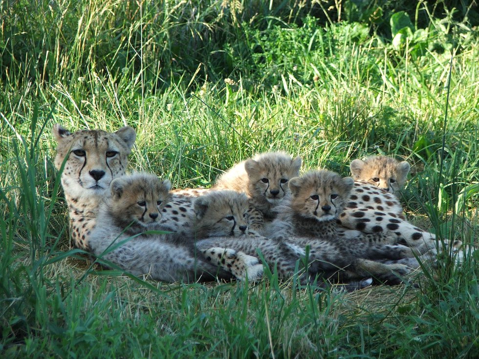 Cheetah mom & cubs.JPG