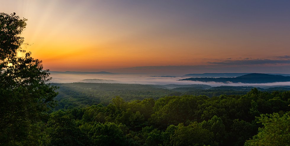 maryland-forest-stephen-walker-1171x593.jpg