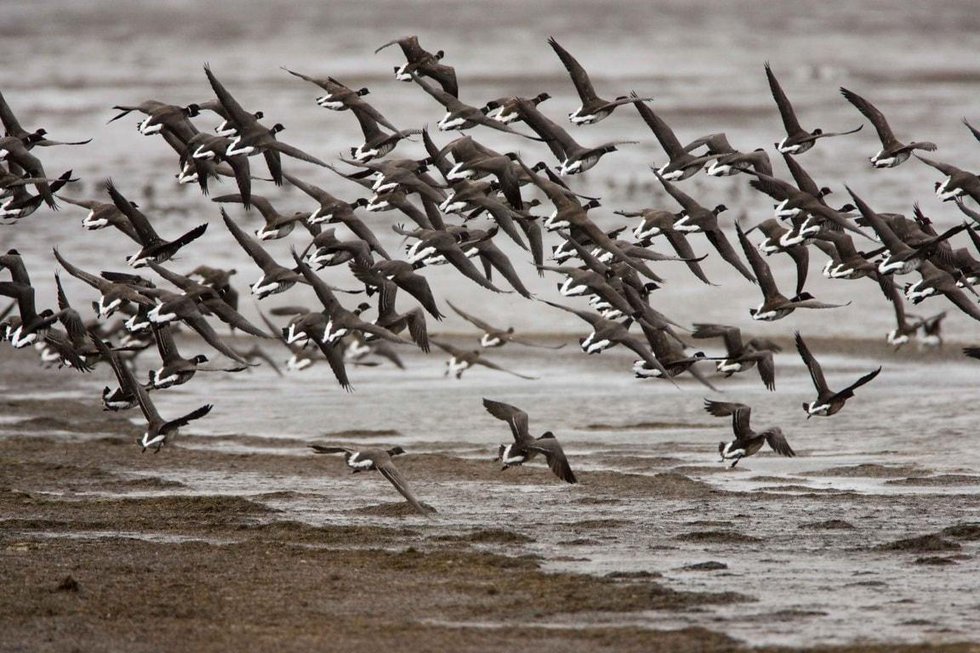 23U-FP-0127_1_STEAM_Birds_Of_Flight.jpeg