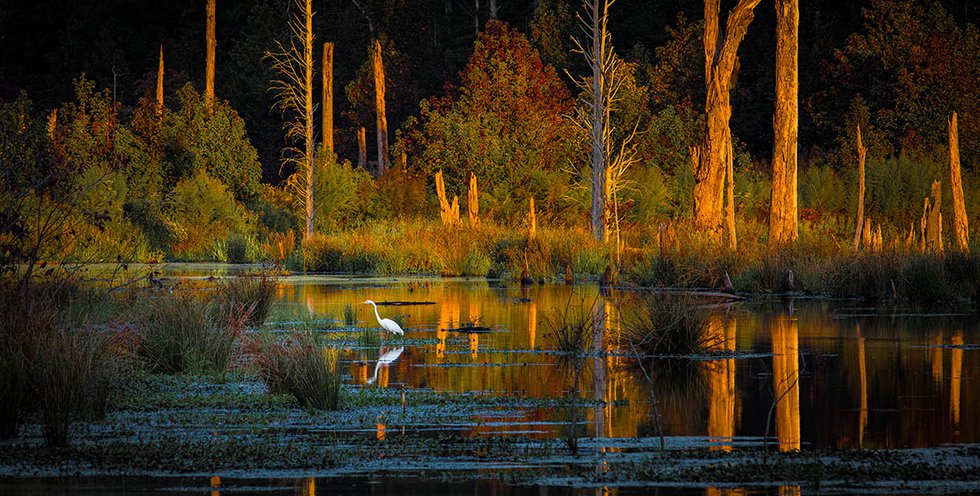 Egret-Sunset-Potomac-River-Marsh-Caledon-State-Park_Edward-Episcopo_1171x593.jpg
