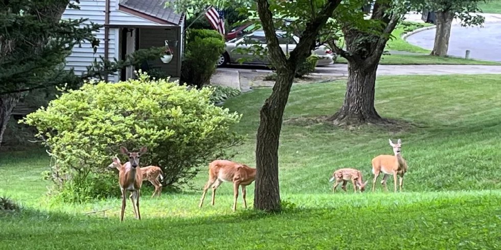 Deer-backyard-1280x640.jpeg