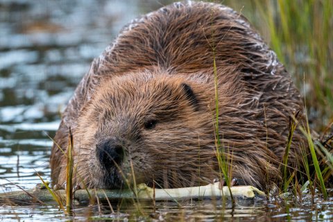 beaver Pic.jpg