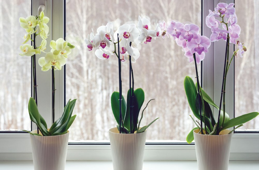 Is Orchid Moss the Same as Sphagnum moss? Let's Find Out! - Garden Go Time