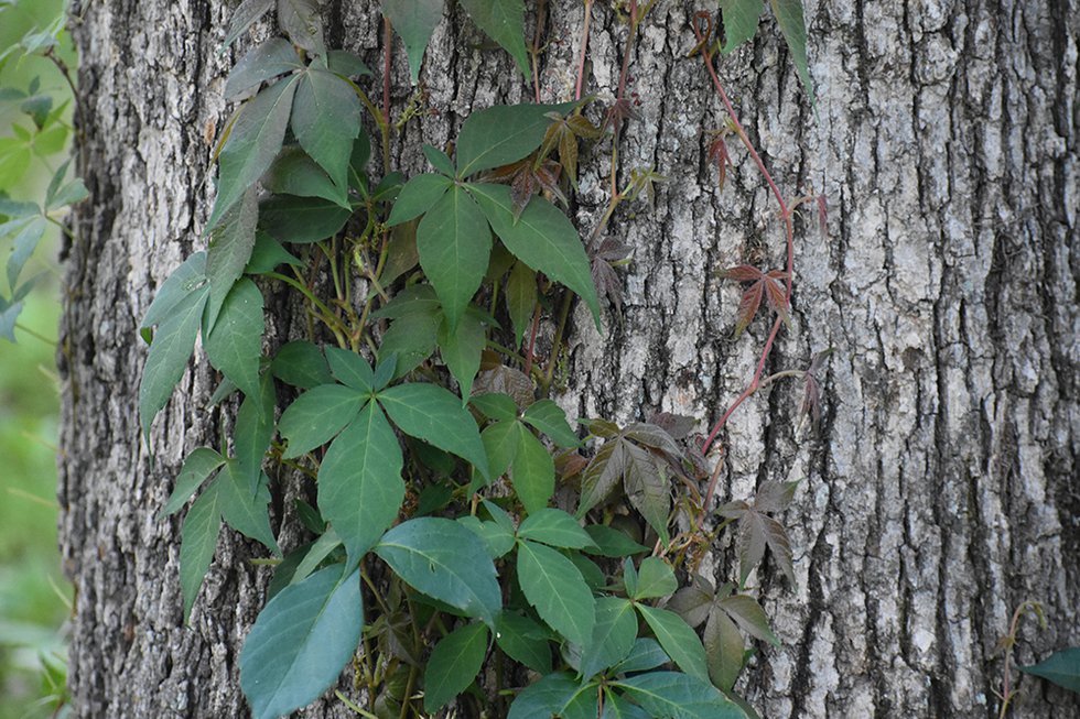 County Agencies Work To Save Trees And Combat Invasive Vines What S   Vines 