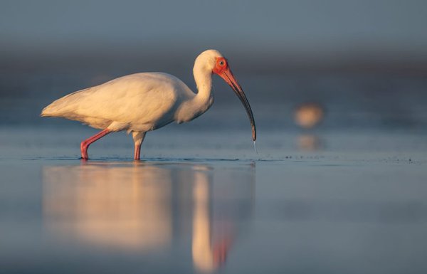 white-ibis-1-768x494.jpg