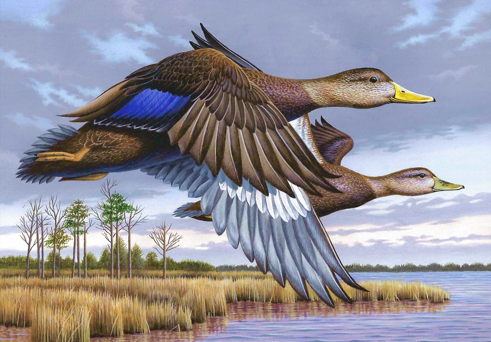 Dnr Announces 2024 2025 Migratory Game Bird Stamp Design Contest Winner What S Up Media