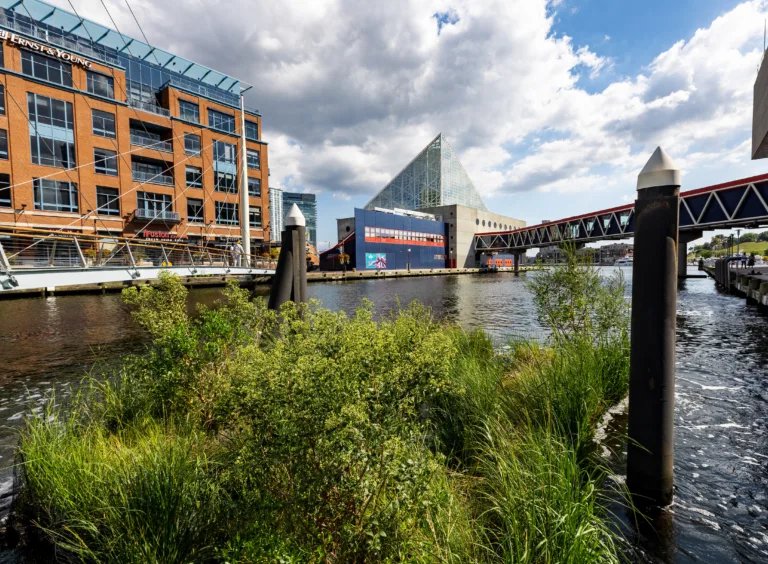 2019-09-18_exterior_floating-wetland-prototype-in-water-with-aquarium-pyramid-in-background_center-center_001.jpeg