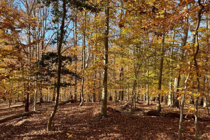 GSA_Marlton_Woods_2022FALL-720x480.jpg