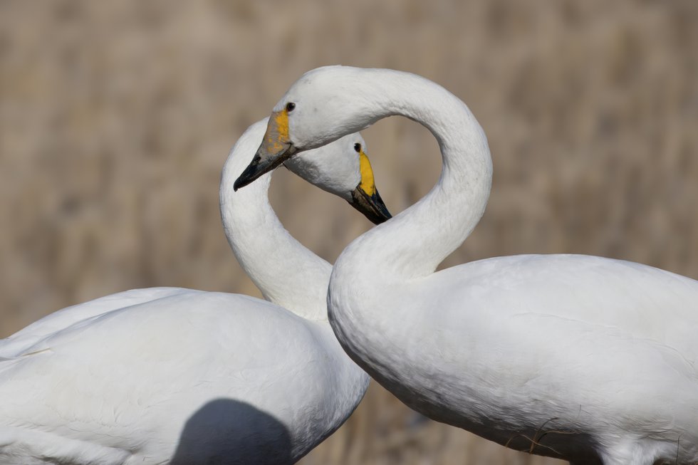 GettyImages-1920431946_tundra swan.jpg