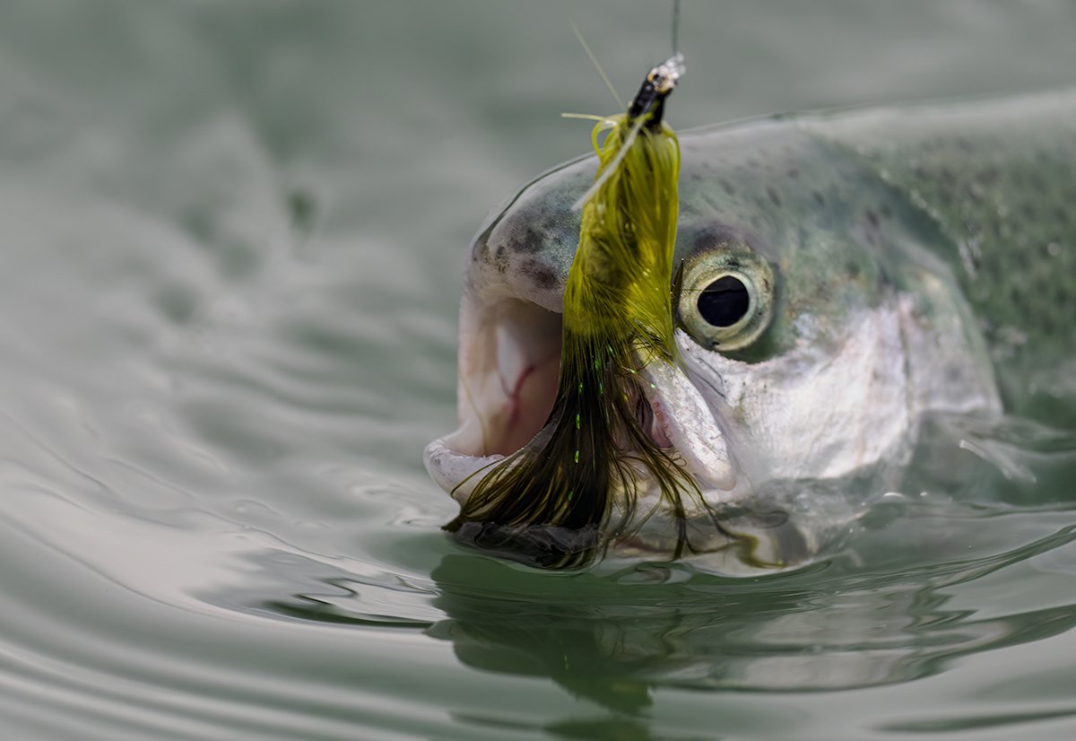 Here are my dozen must-have lures and baits for first day of trout