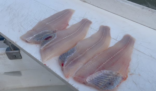 Blue-catfish-meat-768x448.png