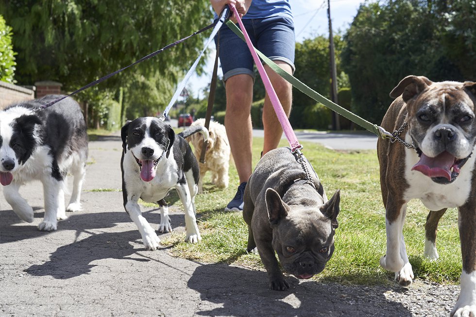 Support Animals in Need at the 2024 Oxford Day Strutt Your Mutt Dog