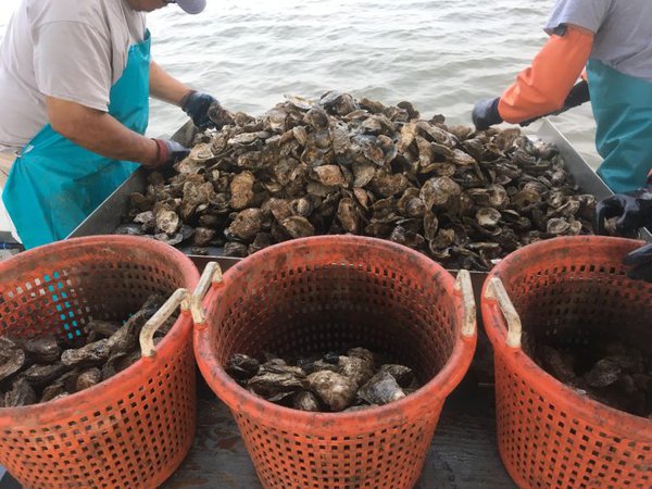 Aquaculture-gathering-oysters-768x576.jpg